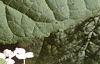 Hydrangea arborescens, leaves