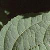 Hydrangea arborescens, leaves