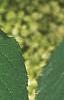 Hydrangea arborescens, leaves