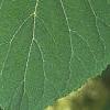 Hydrangea arborescens, leaves