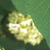 Hydrangea arborescens, leaves