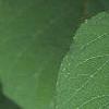Hydrangea arborescens, leaves