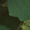 Hydrangea arborescens, leaves
