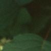 Hydrangea arborescens, leaves