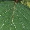 Hydrangea arborescens, leaves