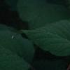 Hydrangea arborescens, flowers
