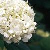 Hydrangea arborescens, flowers