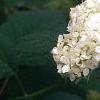 Hydrangea arborescens, flowers
