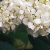 Hydrangea arborescens, flowers