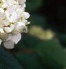 Hydrangea arborescens, flowers