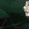 Hydrangea arborescens, flowers