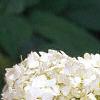Hydrangea arborescens, flowers