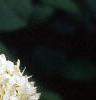 Hydrangea arborescens, flowers