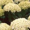 Hydrangea arborescens 'Annabelle', flowers