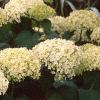 Hydrangea arborescens 'Annabelle', flowers