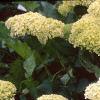 Hydrangea arborescens 'Annabelle', flowers