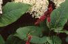 Hydrangea arborescens 'Annabelle', flowers