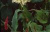 Hydrangea arborescens 'Annabelle', flowers
