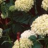 Hydrangea arborescens 'Annabelle', flowers