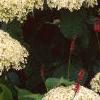 Hydrangea arborescens 'Annabelle', flowers
