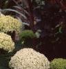 Hydrangea arborescens 'Annabelle', flowers