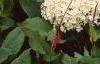Hydrangea arborescens 'Annabelle', flowers