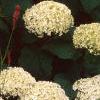 Hydrangea arborescens 'Annabelle', flowers