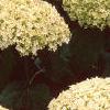 Hydrangea arborescens 'Annabelle', flowers