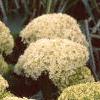 Hydrangea arborescens 'Annabelle', flowers