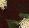 Hydrangea arborescens 'Annabelle', flowers