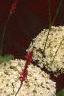 Hydrangea arborescens 'Annabelle', flowers
