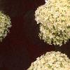 Hydrangea arborescens 'Annabelle', flowers