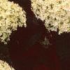 Hydrangea arborescens 'Annabelle', flowers