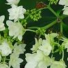 Hydrangea arborescens 'Hayes Starburst', flowers