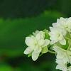 Hydrangea arborescens 'Hayes Starburst', flowers