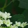 Hydrangea arborescens 'Hayes Starburst', flowers