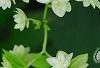 Hydrangea arborescens 'Hayes Starburst', flowers