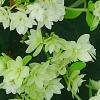 Hydrangea arborescens 'Hayes Starburst', flowers