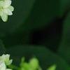 Hydrangea arborescens 'Hayes Starburst', flowers