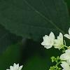 Hydrangea arborescens 'Hayes Starburst', flowers