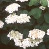 Hydrangea arborescens 'Sterilis', habit