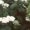 Hydrangea arborescens 'Sterilis', habit