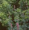 Hydrangea arborescens 'Sterilis', habit
