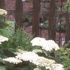 Hydrangea arborescens 'Sterilis', habit