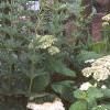 Hydrangea arborescens 'Sterilis', habit