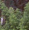 Hydrangea arborescens 'Sterilis', habit