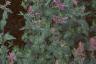 Hydrangea arborescens 'Sterilis', habit