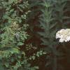Hydrangea arborescens 'Sterilis', habit