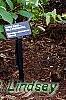 Hydrangea arborescens 'Dardom', habit