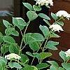 Hydrangea arborescens 'Dardom', habit